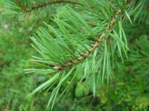 terpentin rastlinskega izvora