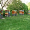 bienenkaesten_4