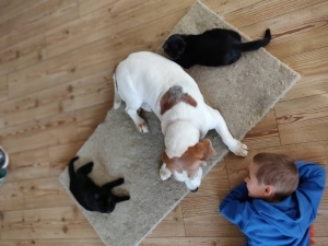 konopljina izolacija